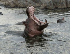 Hippopotamus 0631