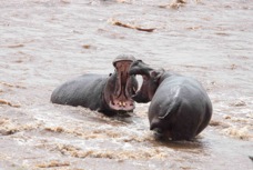 Hippos fighting   Ka  7067