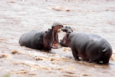 Hippos fighting   Ka  7079