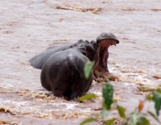 Hippos fighting   Sa 0477