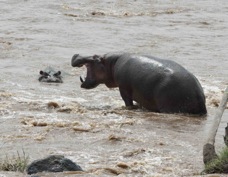 Hippopotamus 9069