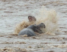 Hippopotamus fighting 9067