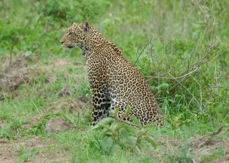 Leopard 0783