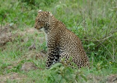Leopard 0796