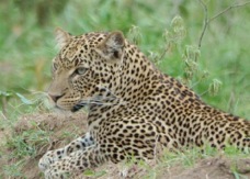 Leopard 0803