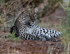 Leopard 0968