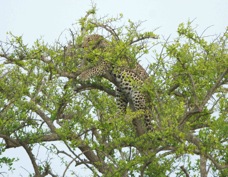 Leopard in a tree 9168