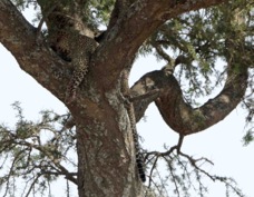 Leopard in a tree 9794