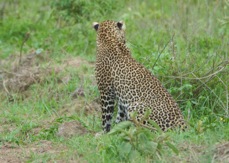Leopard 0779