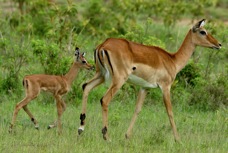 Impala adult and baby 0414