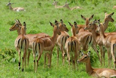 Impala females 0401