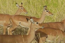 Impala females 8147