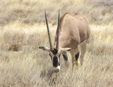 Oryx Beisa 2886