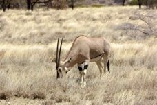 Oryx Beisa 2887
