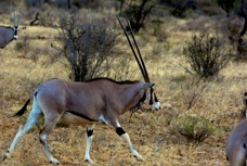 Oryx Beisa 0862