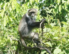 Monkey Sykes' 6065