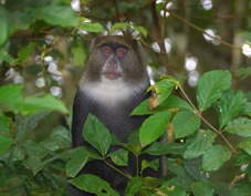Monkey Sykes' 6263