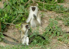 Monkeys Vervet 0886
