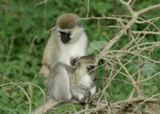 Monkeys Vervet adult and baby 0891