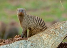 Mongoose Banded 8482
