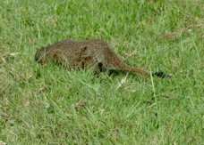 Mongoose Slender 0961