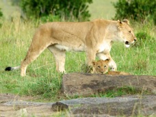 Lion and cub Masai Mara 0198
