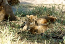 Lion cubs NDUTU 8961