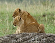 Lion cubs Masai Mara 30216