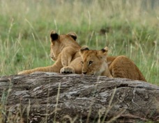 Lion cubs Masai Mara 0221