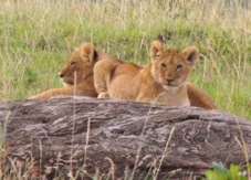 Lion Cubs Masai Mara  Sa 0146