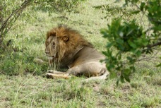 Lion Masai Mara 0181