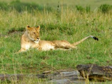 Lion Masai Mara 0191