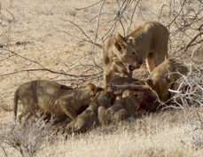Lion and cubs on a kill 5232