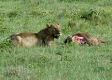 Lion on a kill 0930