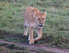 Lion on the road Masa Mara Sa 0030
