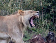 Lion roaring 30343