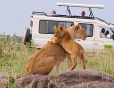 Lioness & cub playing Sa 0164