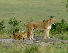 Lioness and cubs Masai Mara 30207