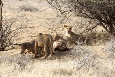Lions and cubs at a kill 5237