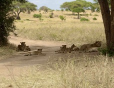 Lions resting on the road after feeding on a kill 8082