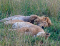 Lions sleeping Sa 0370