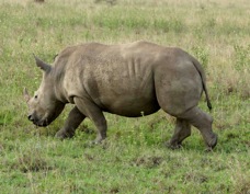 Rhinoceros 7692