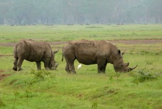 Rhinoceros White 9666