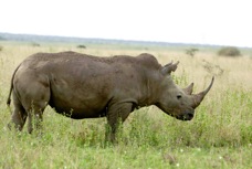 Rhinoceros 7707