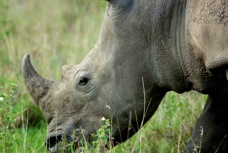 Rhinoceros 7696