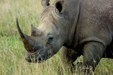 Rhinoceros 7714