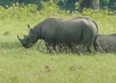 Rhinoceros Black 0989