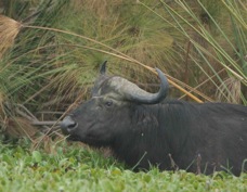 Buffalo African 8870