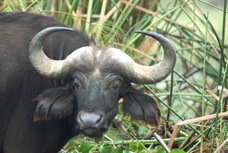 Buffalo African 8919