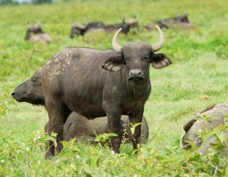 Buffalo African immature 0383